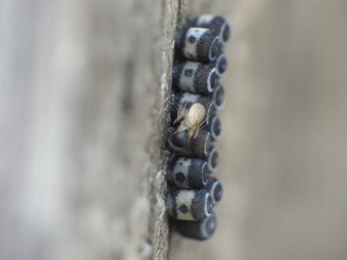 Eurydema sp.